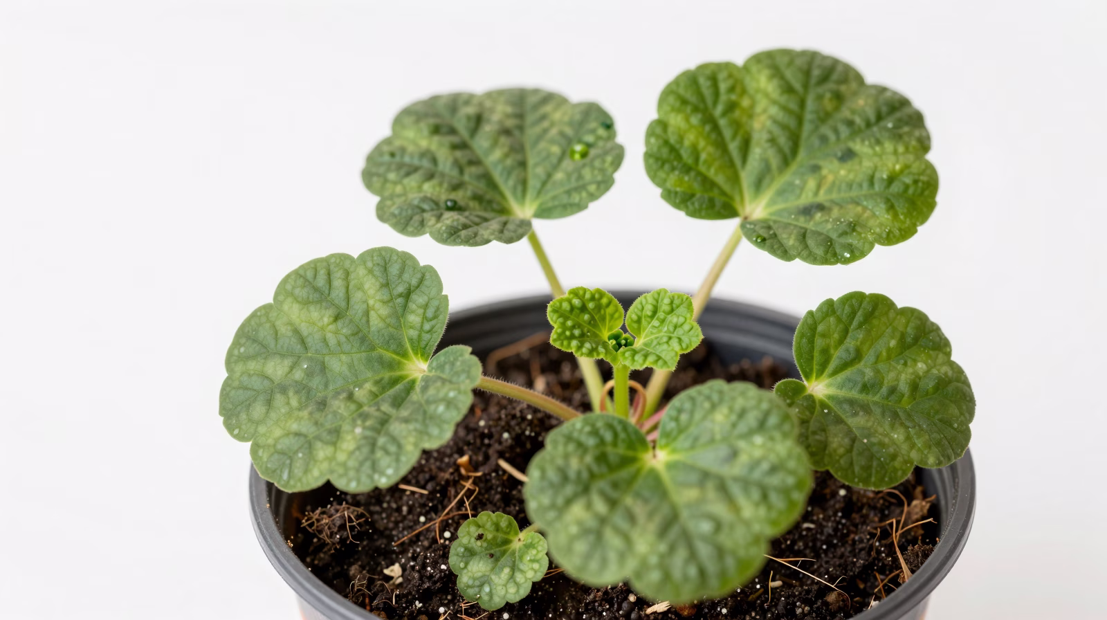 Jeune plant de géranium en pot après bouturage réussi