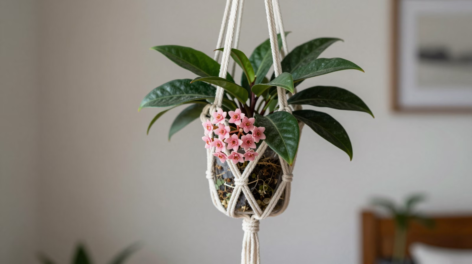 Hoya (Fleur de porcelaine)