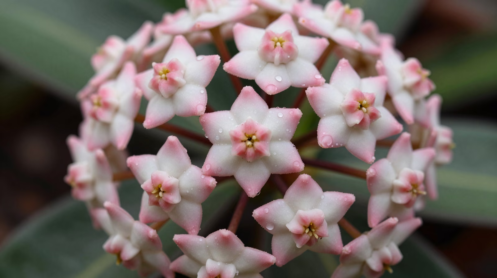 Magnifique floraison du Hoya carnosa - fleurs de porcelaine roses