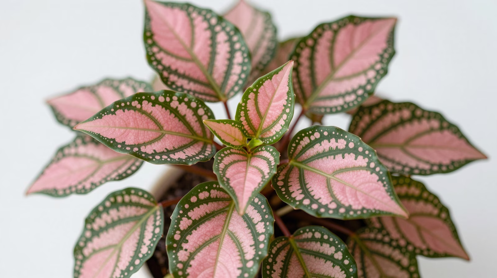 Hypoestes phyllostachya (Plante aux éphélides)