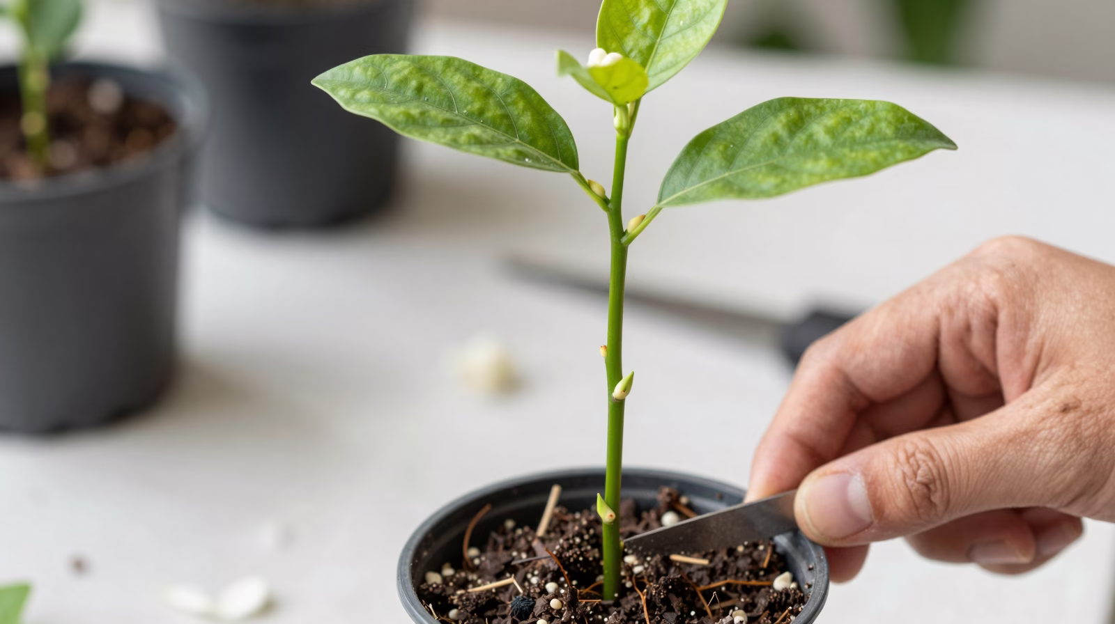 Bouture de tige semi-aoûtée de jasmin étoilé préparée pour l'enracinement avec substrat drainant