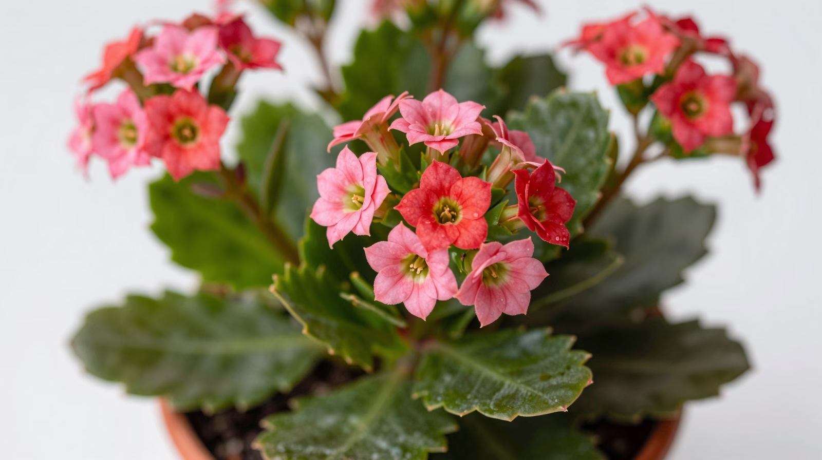 Kalanchoe (Kalanchoé)