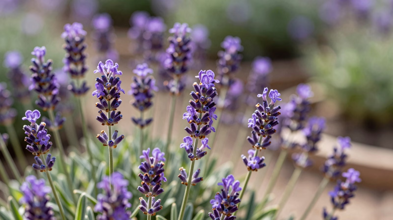 Lavande (Lavandula)