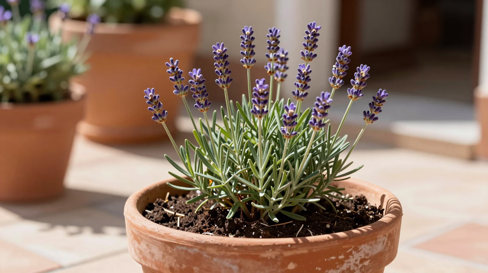 Jeune plant de lavande en pot après bouturage réussi