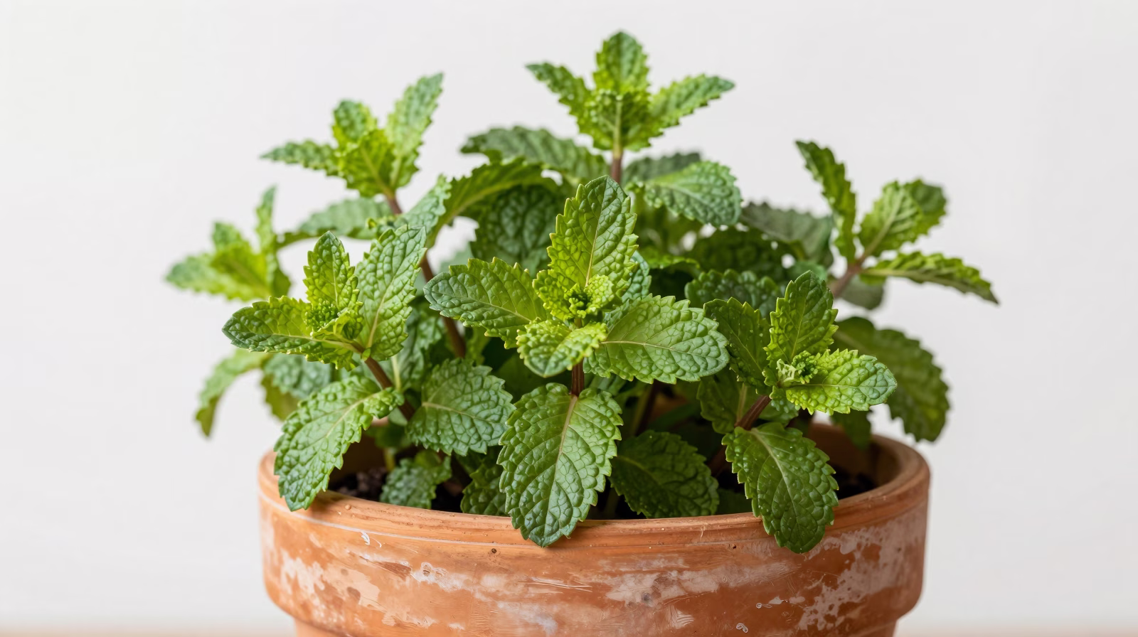 Menthe (Mentha)