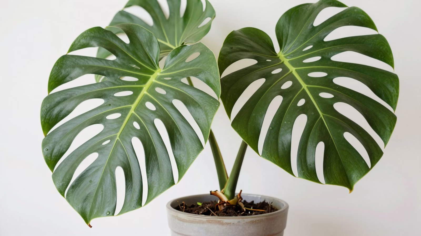 Monstera deliciosa