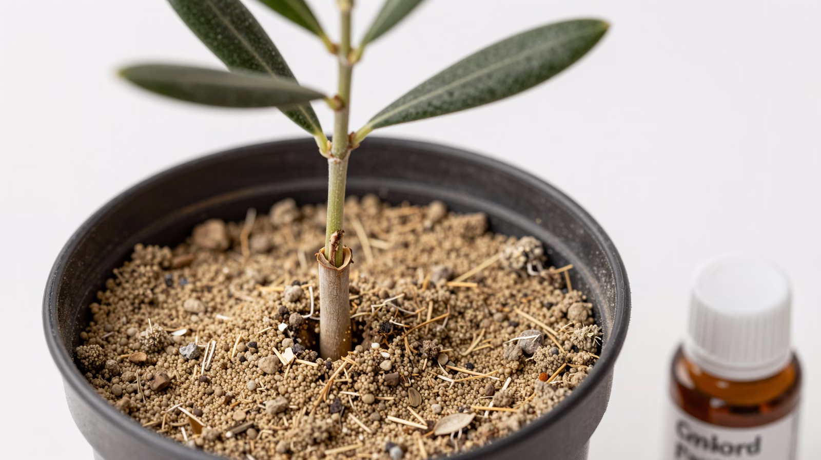 Bouture de tige semi-aoûtée d'olivier préparée pour l'enracinement avec substrat drainant et hormone de bouturage