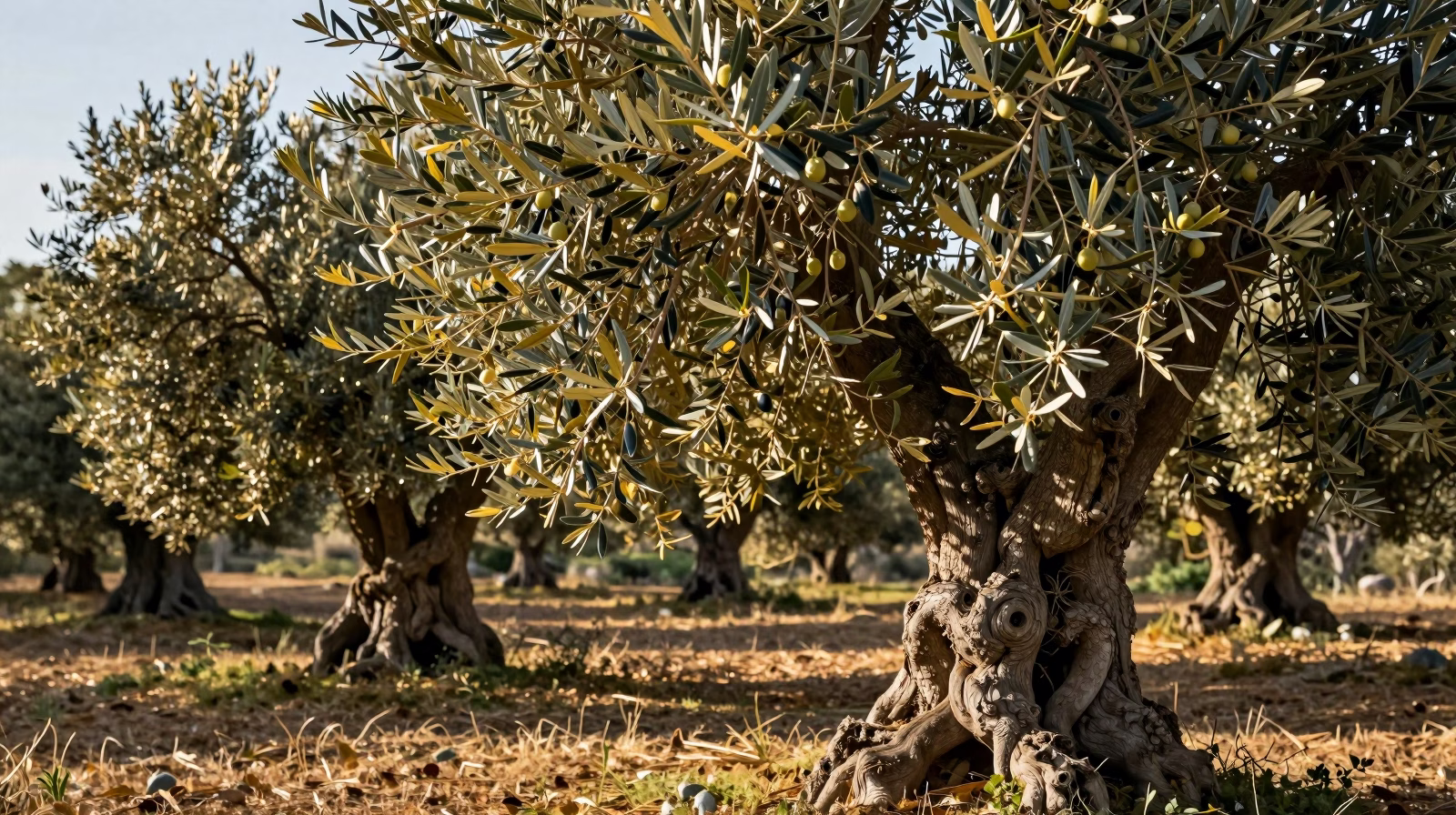 Olivier cultivé en pot sur une terrasse méditerranéenne avec feuillage argenté persistant