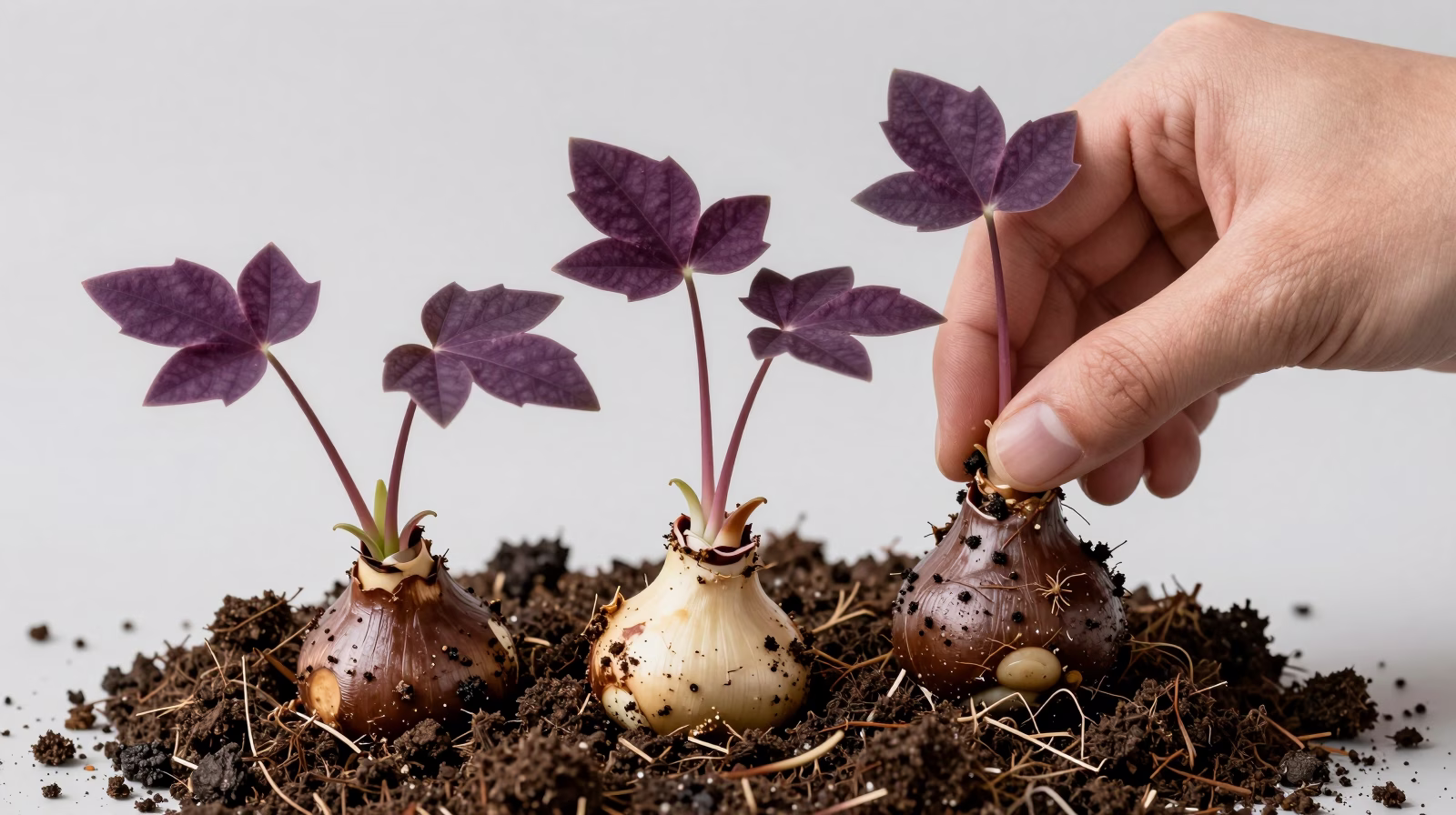 Division des bulbes d'Oxalis triangularis pour multiplication