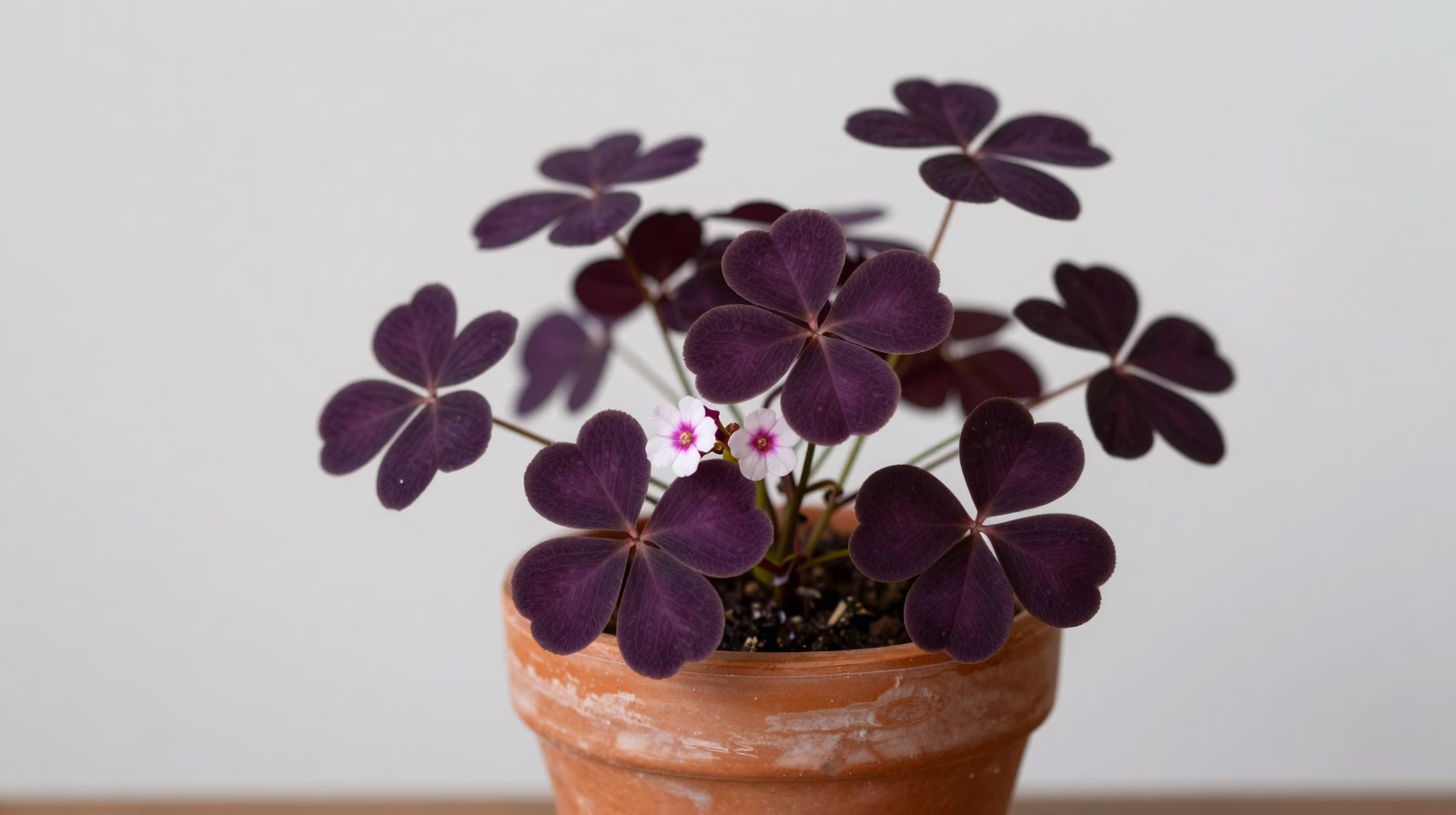 Oxalis triangularis (Trèfle pourpre)