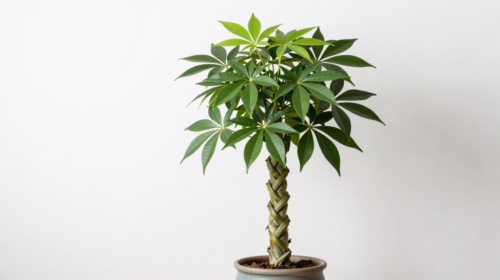 Pachira aquatica (Arbre à argent)