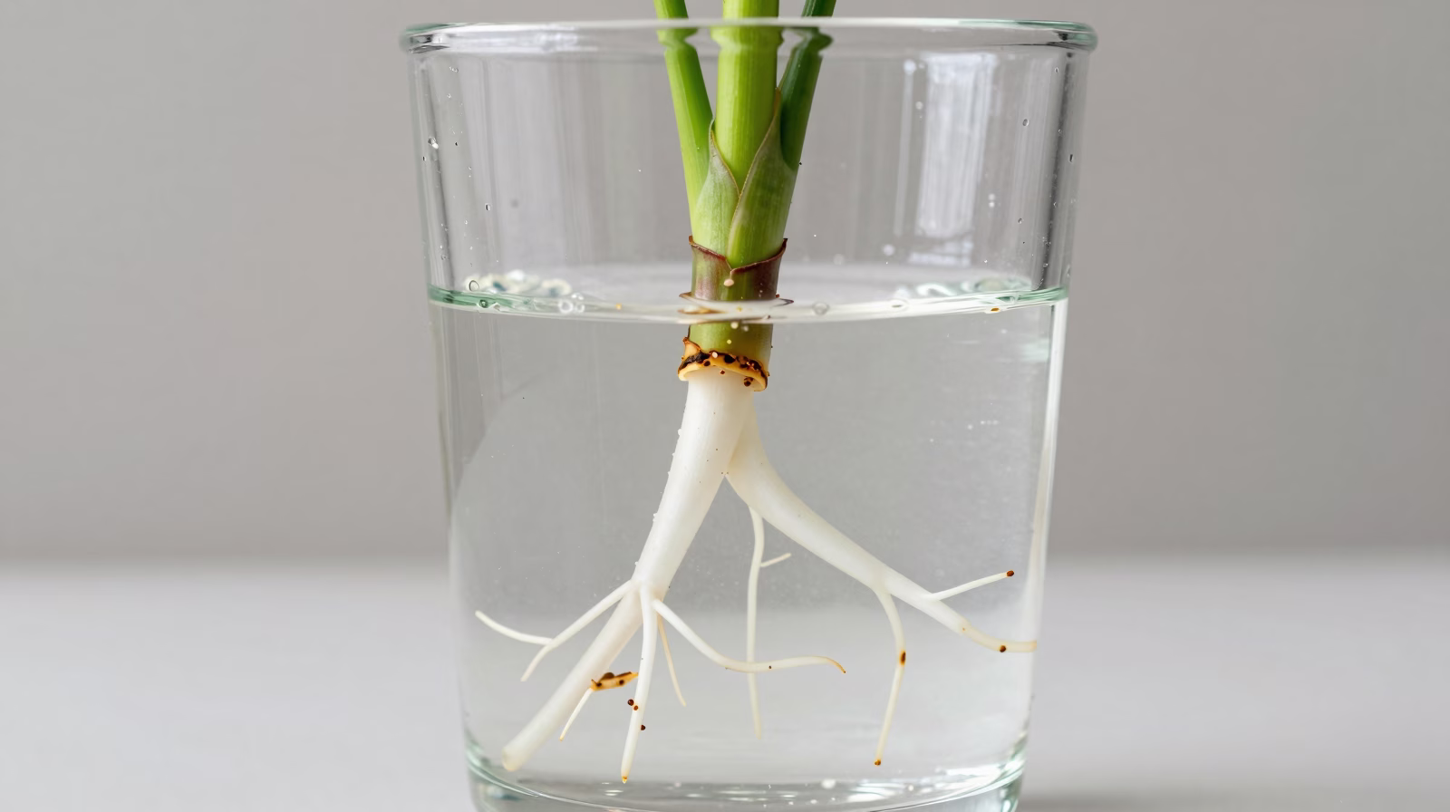Bouture de Philodendron dans l'eau avec racines visibles