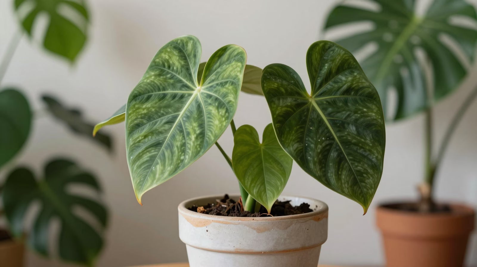 Philodendron