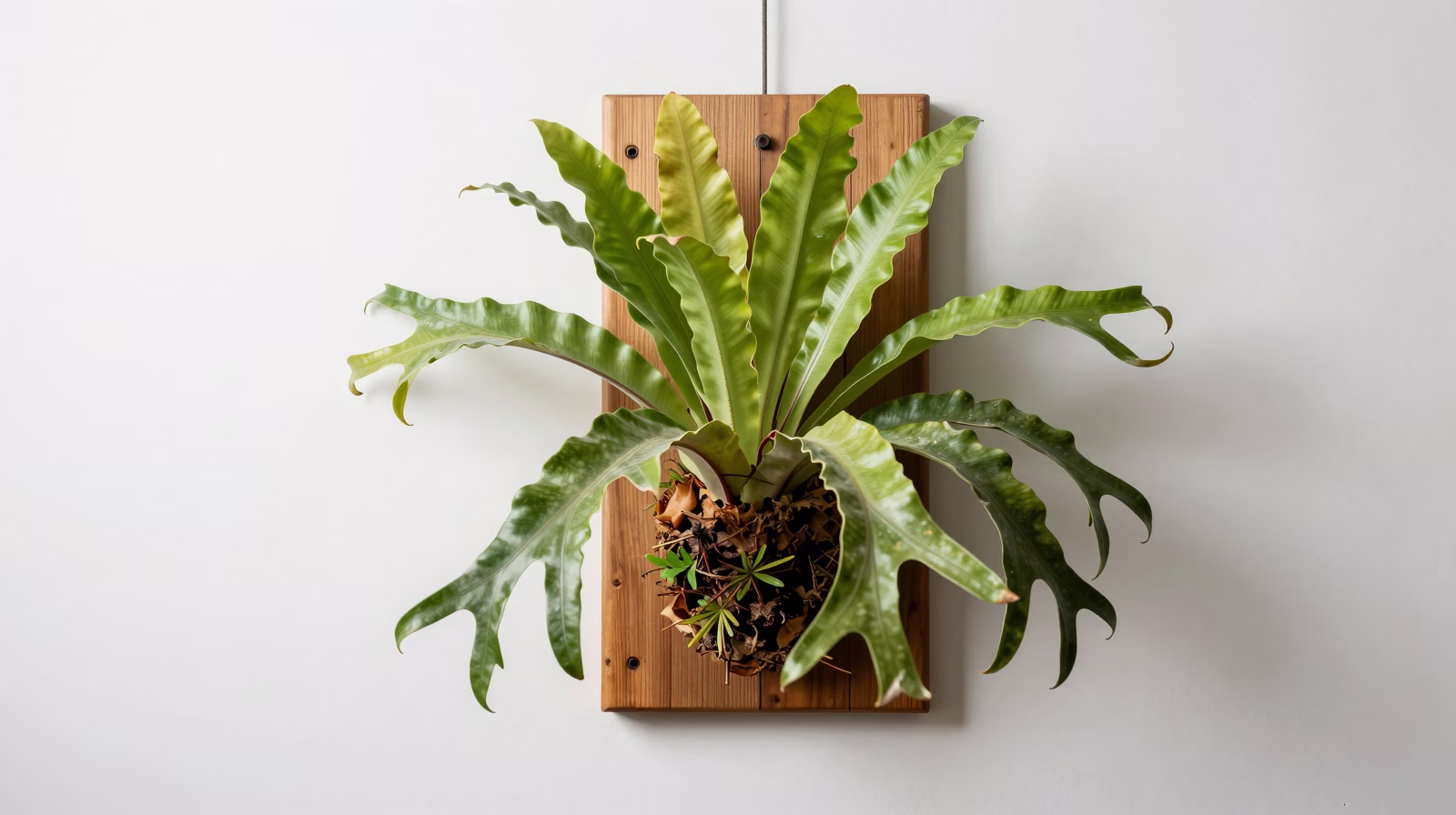 Platycerium bifurcatum (Corne d'élan)