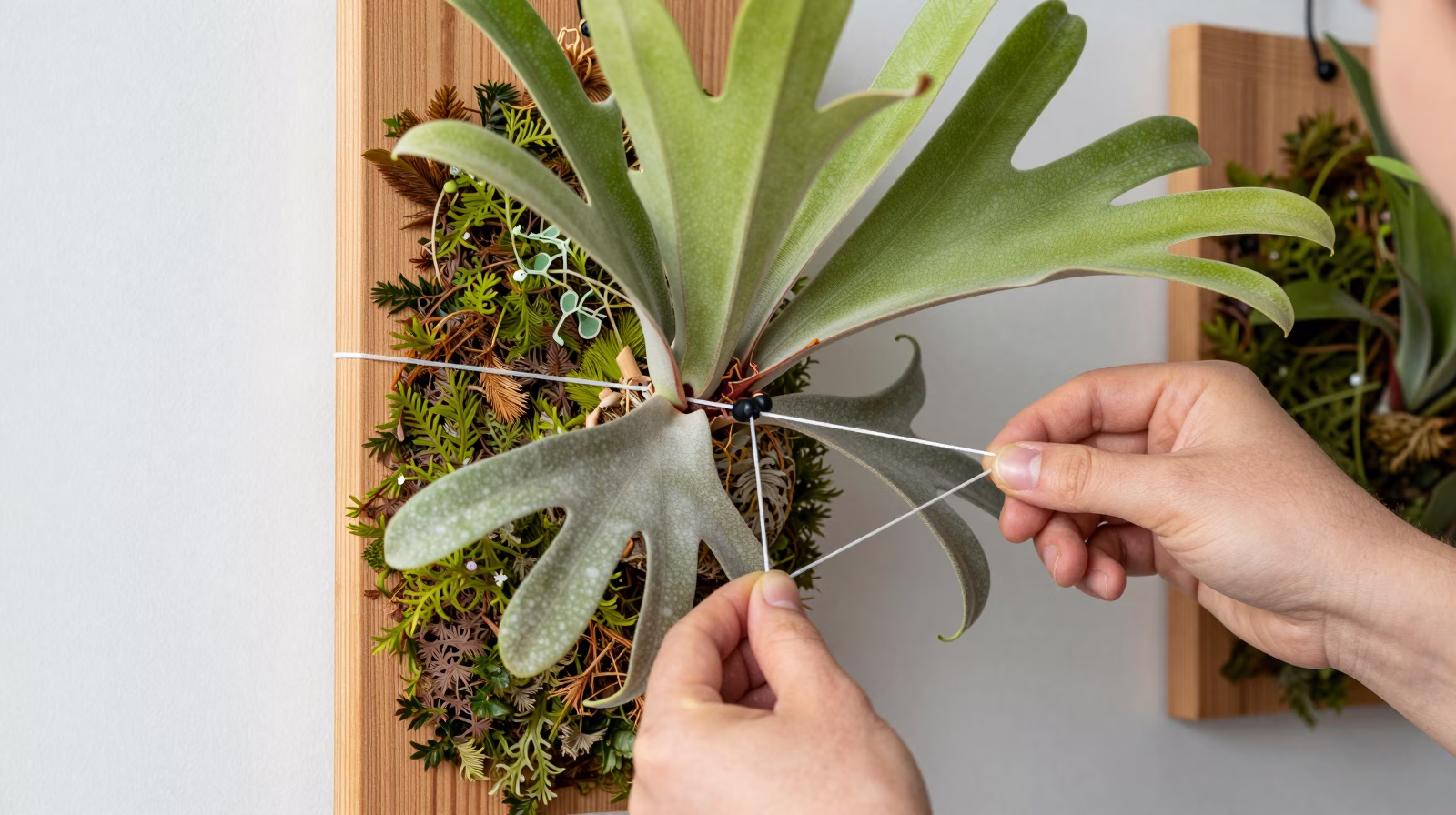 Montage d'un Platycerium sur plaque de bois avec sphaigne