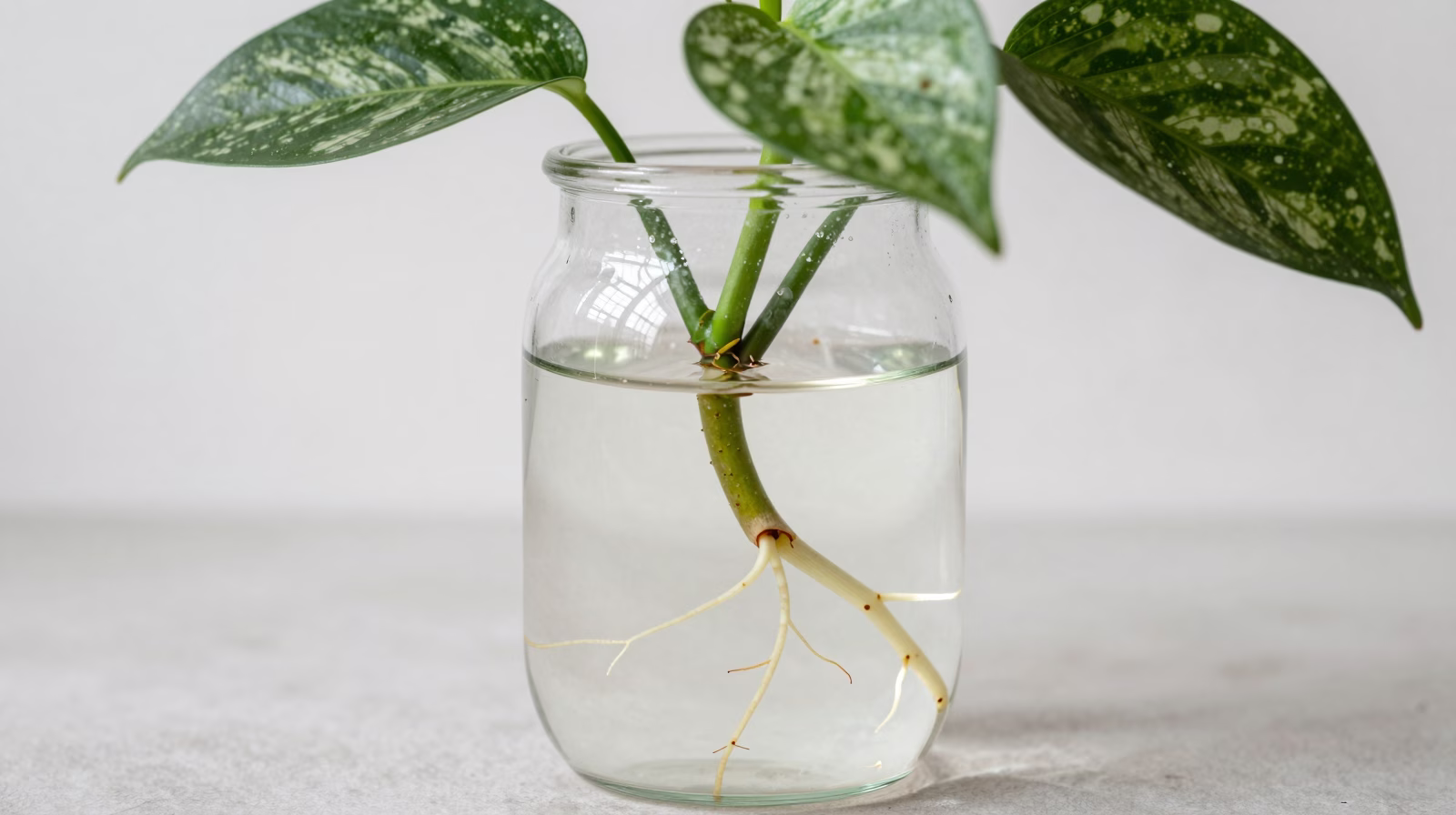 Bouture de Pothos dans l'eau avec racines visibles