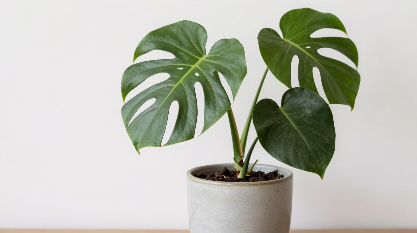 Rhaphidophora tetrasperma (Mini Monstera)