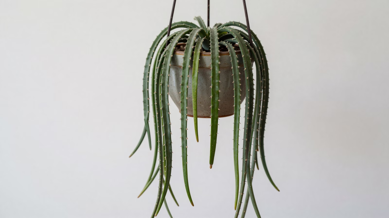 Rhipsalis (Cactus corail)