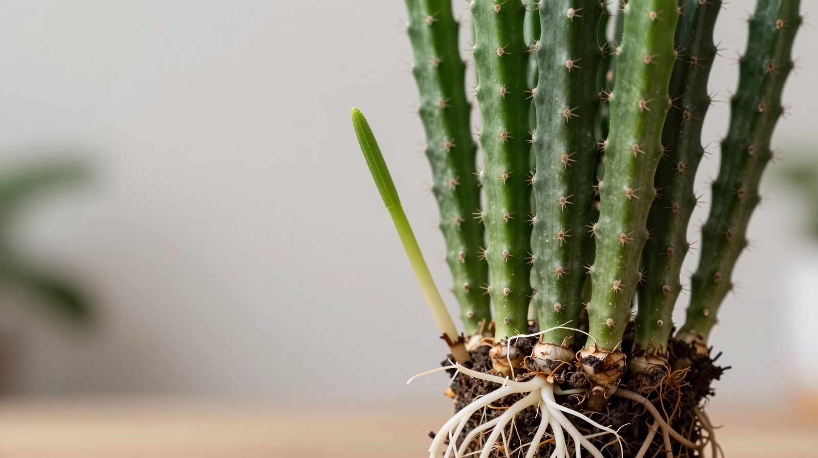Bouture de Rhipsalis avec racines blanches bien développées