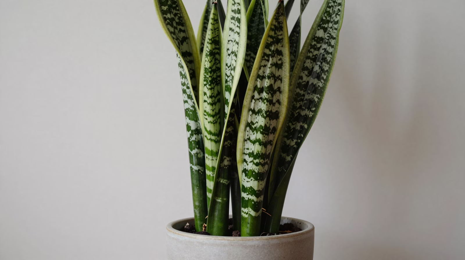Sansevieria (Langue de belle-mère)
