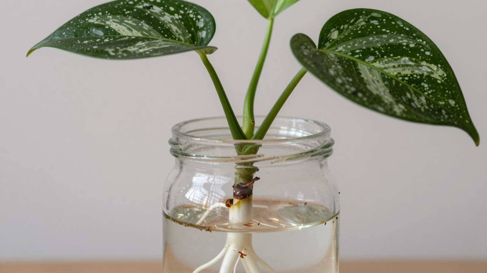 Bouture de Scindapsus pictus dans l'eau montrant le développement des racines blanches