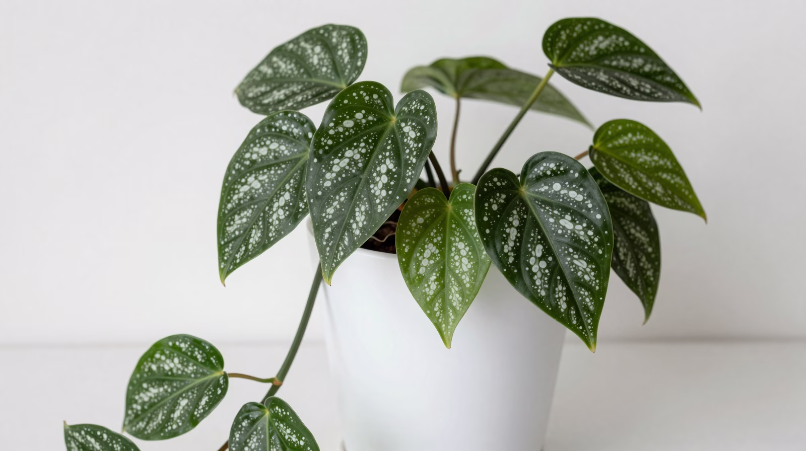 Scindapsus pictus (Pothos satiné)