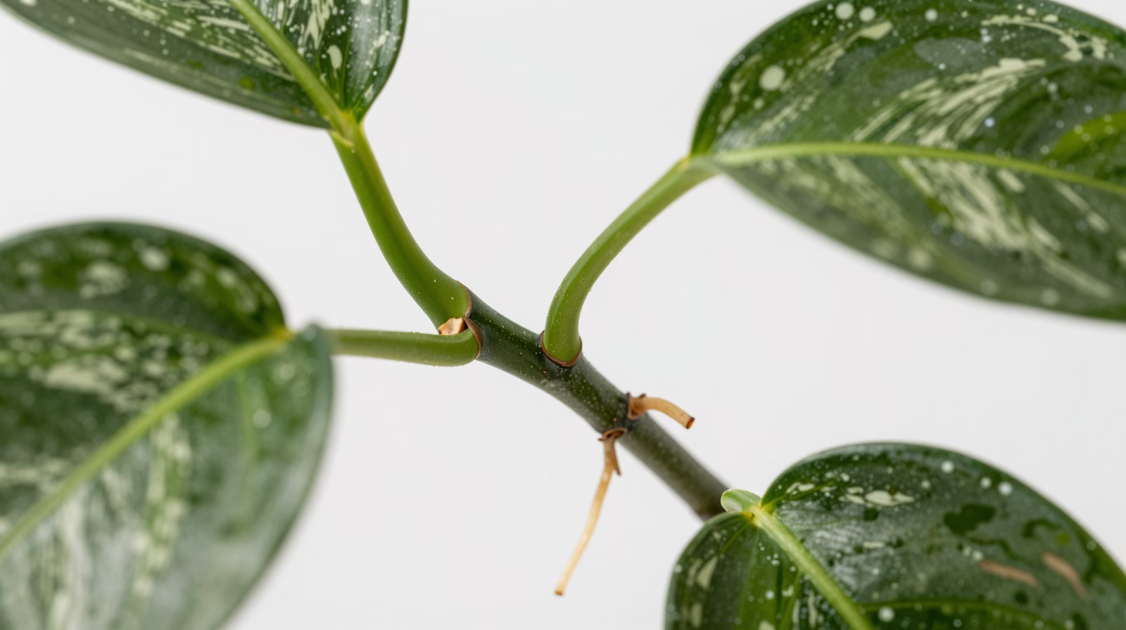 Anatomie du nœud de Scindapsus pictus montrant où couper pour le bouturage