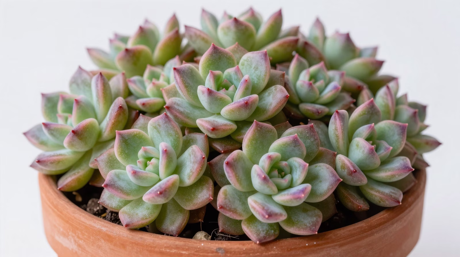 Sedum (Orpin)