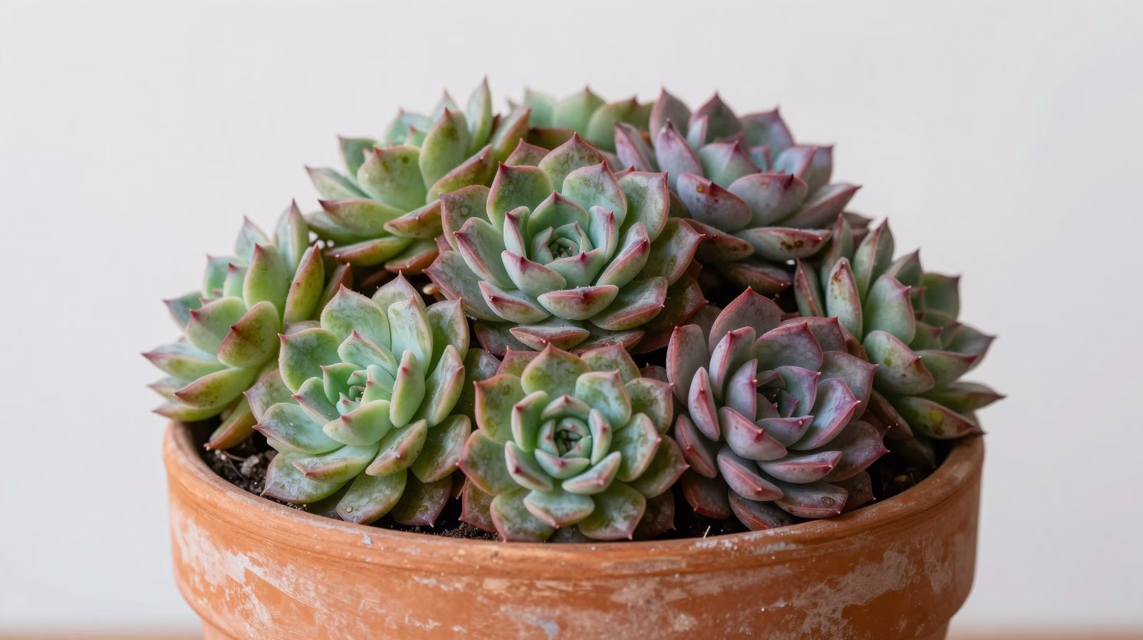 Sempervivum (Joubarbe)