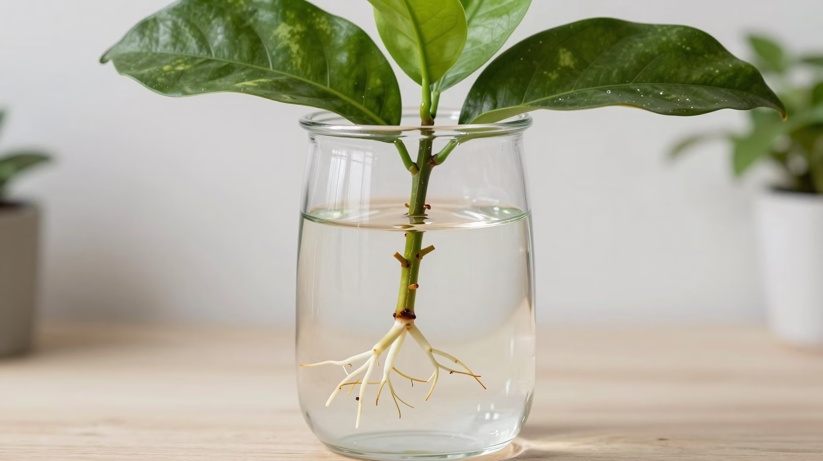 Bouture de Stephanotis avec développement racinaire