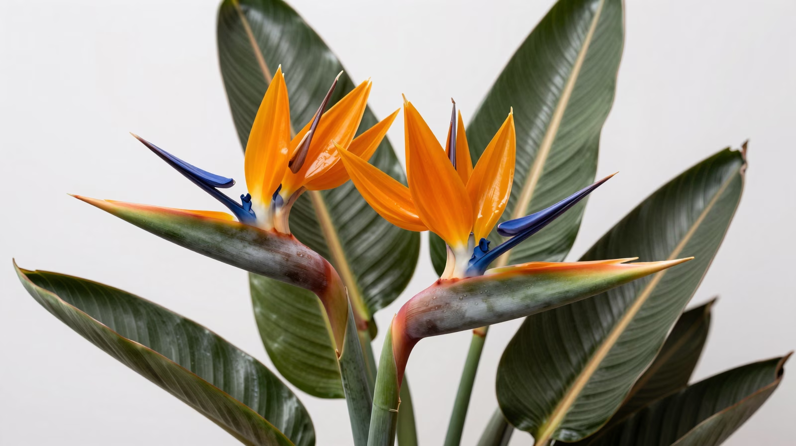 Strelitzia reginae (Oiseau de Paradis)