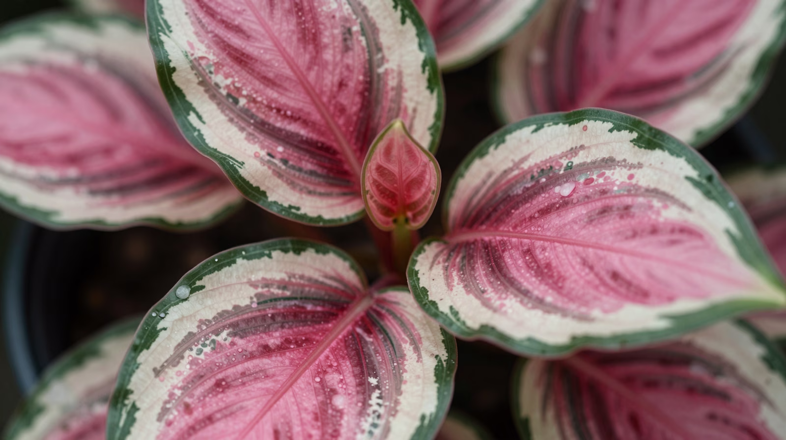 Gros plan sur le feuillage panaché rose, crème et vert du Stromanthe Triostar