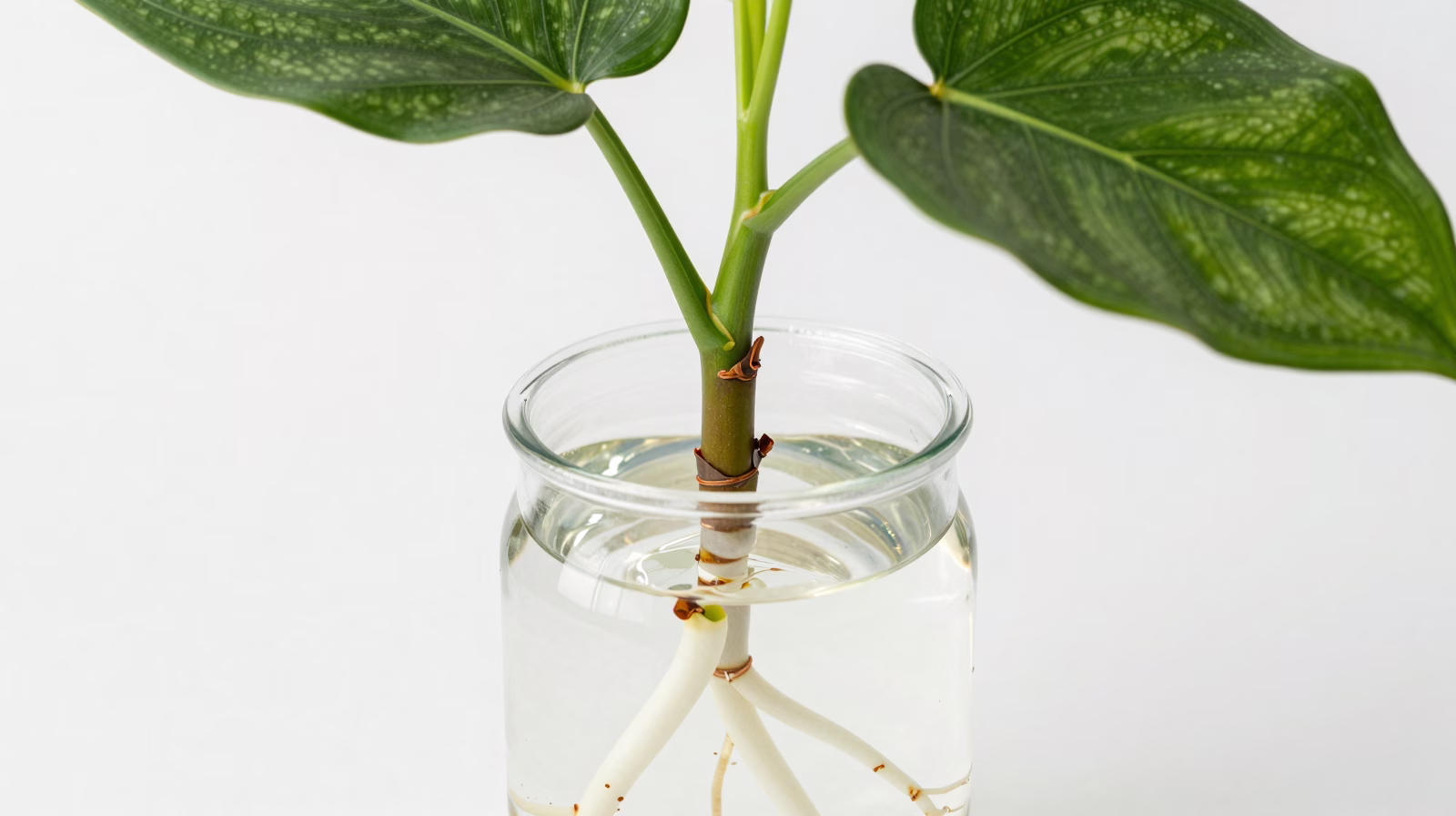Bouture de Syngonium dans l'eau avec racines blanches visibles au niveau du nœud