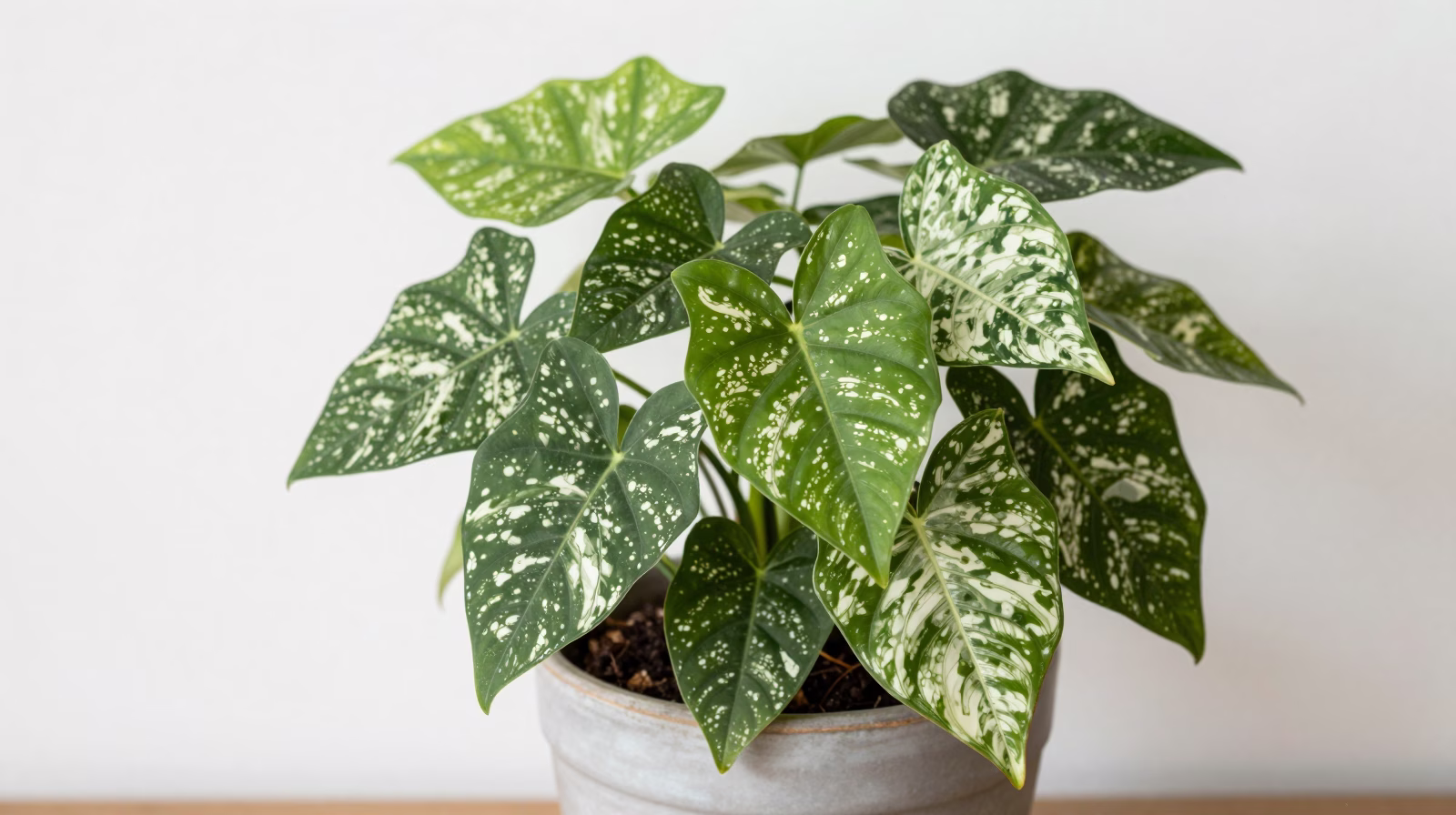 Syngonium (Patte d'oie)