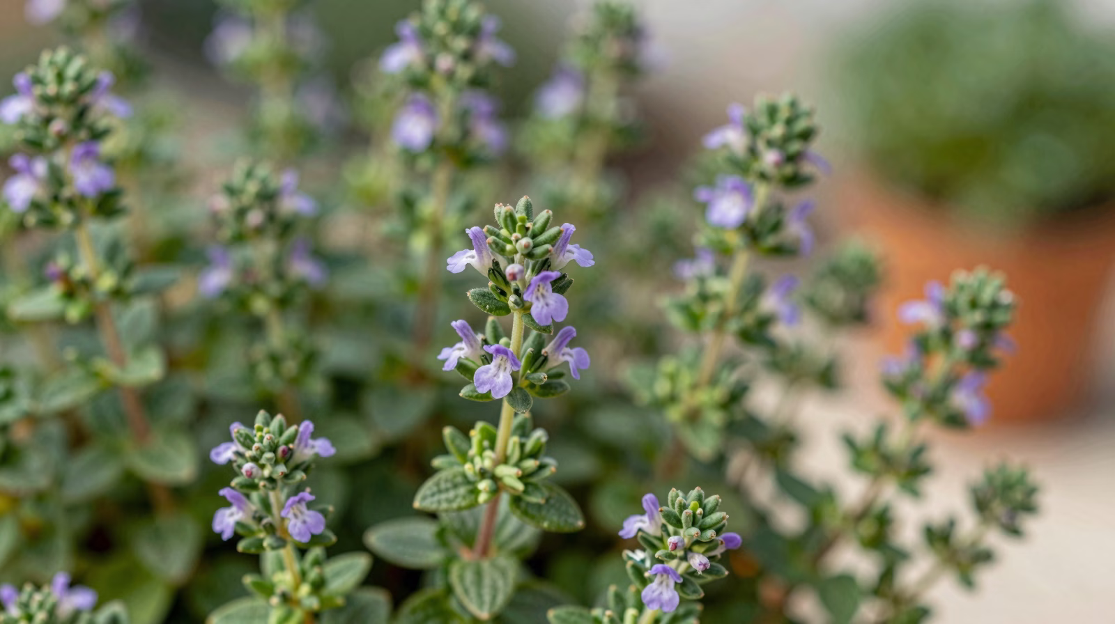 Thym (Thymus vulgaris)