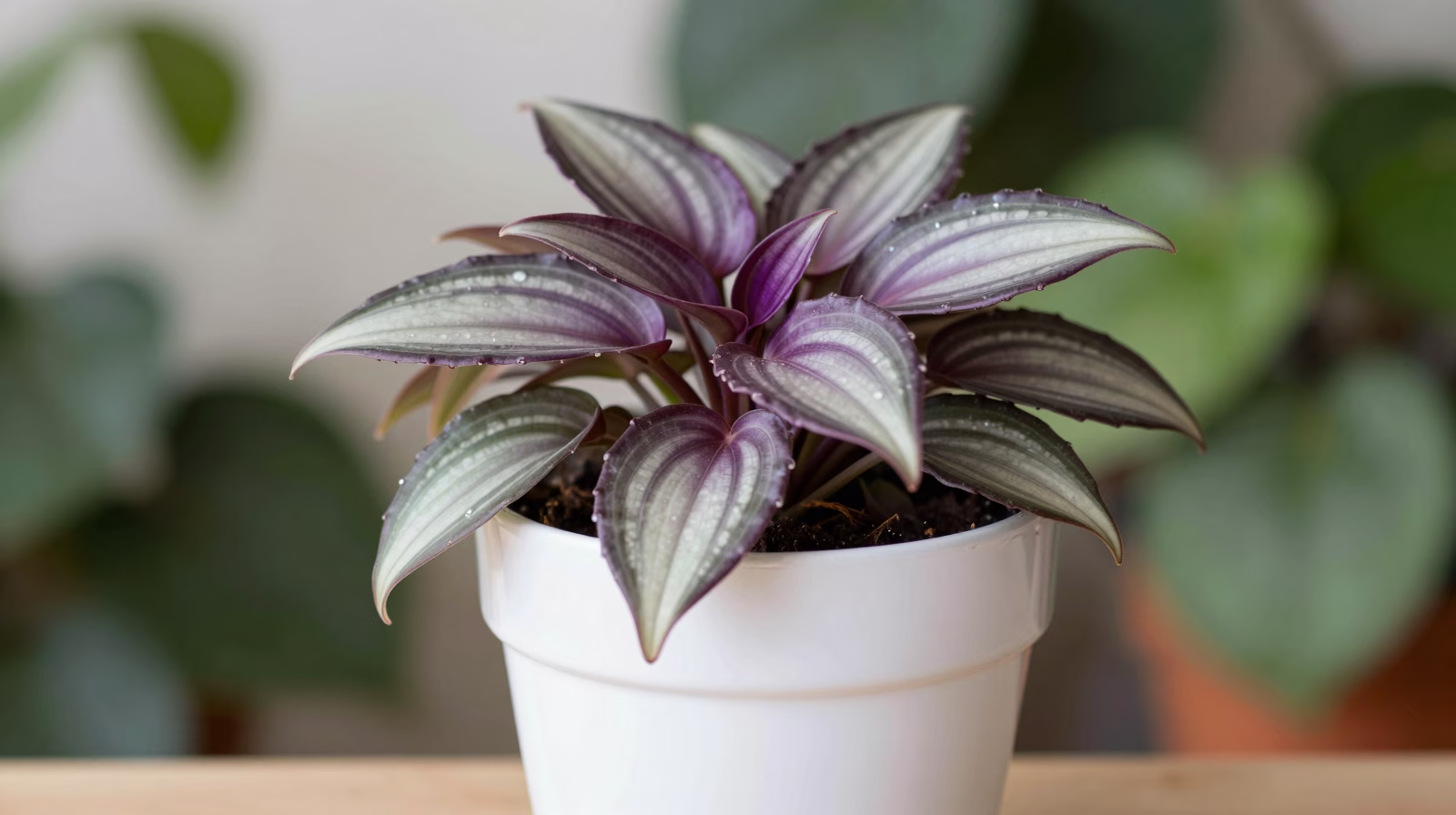 Tradescantia (Misère)