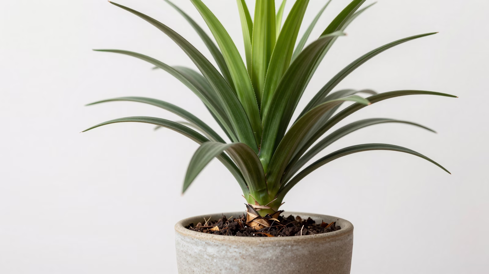 Yucca elephantipes (Yucca géant)