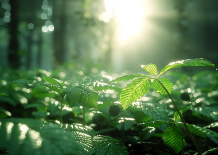 Les plantes médicinales, l’or vert de demain