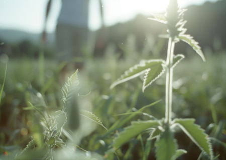 Les plantes sauvages : un trésor caché pour notre santé et notre planète