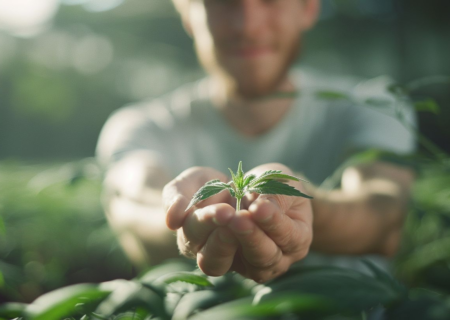 Les secrets du bouturage réussi : maîtrisez l’art de la multiplication des plantes