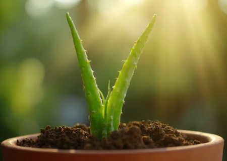 Maîtriser l’art de l’entretien des boutures d’aloe vera : Guide complet pour une croissance optimale