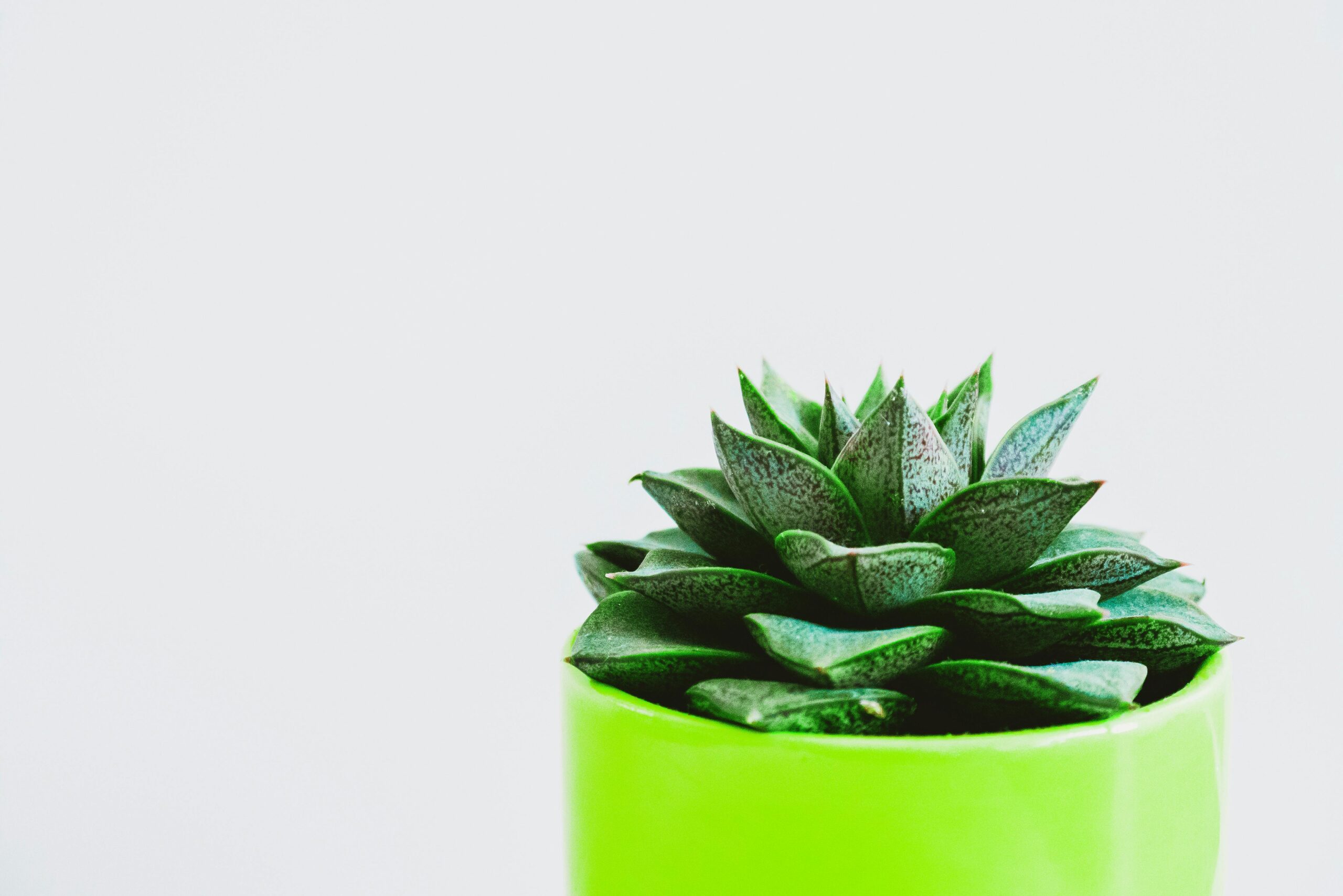 Lire la suite à propos de l’article Crassula : tout savoir sur cette plante grasse